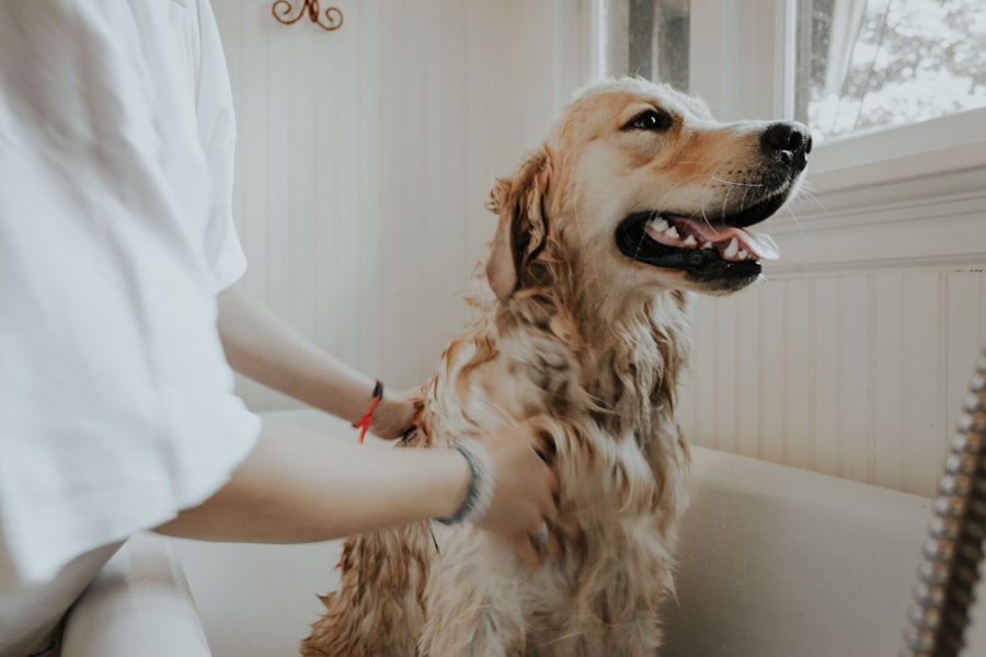 Köpek tıraşı ne sıklıkla yapılmalı